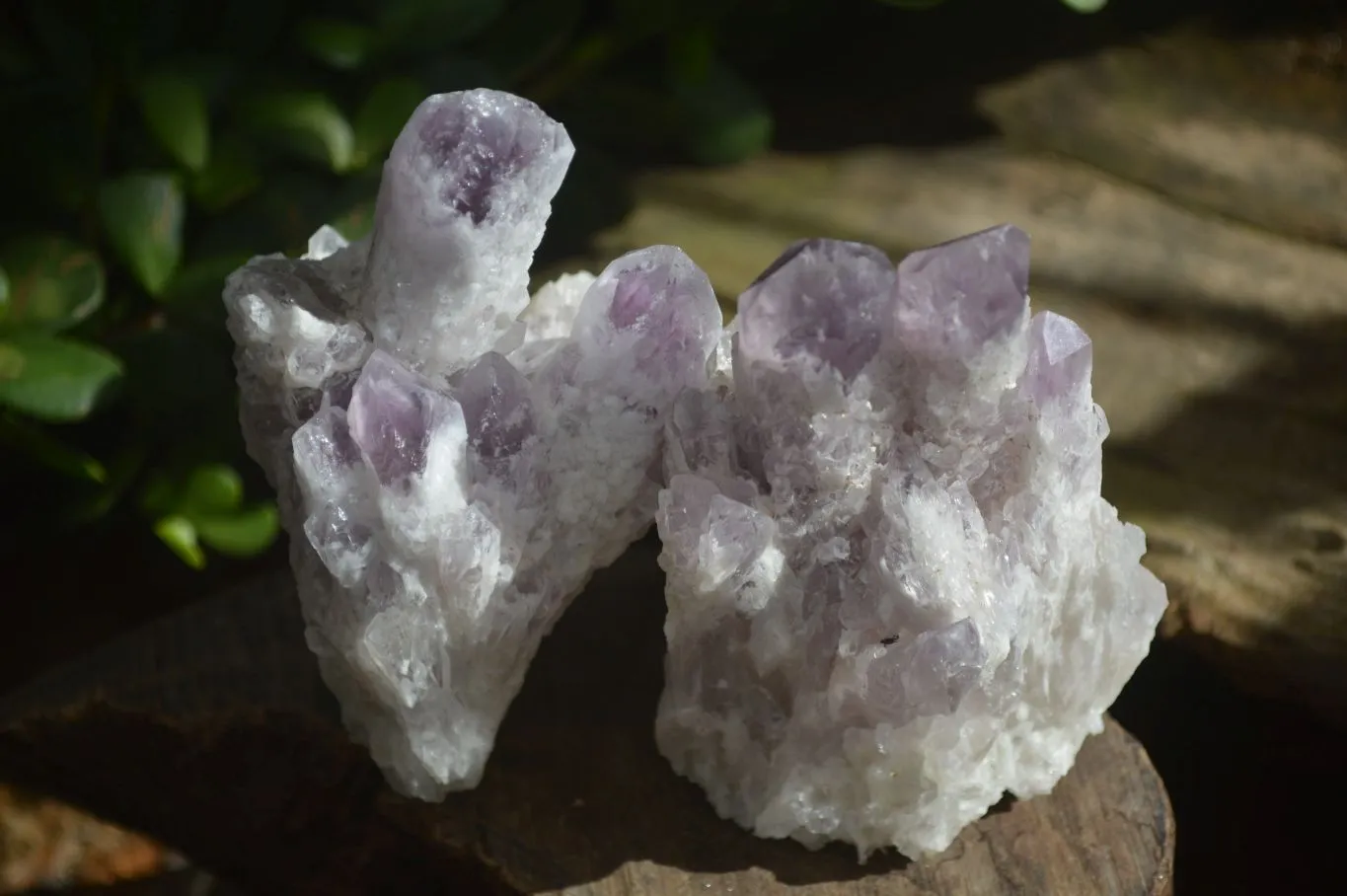 Natural Sugar Amethyst Clusters  x 12 From Zambia