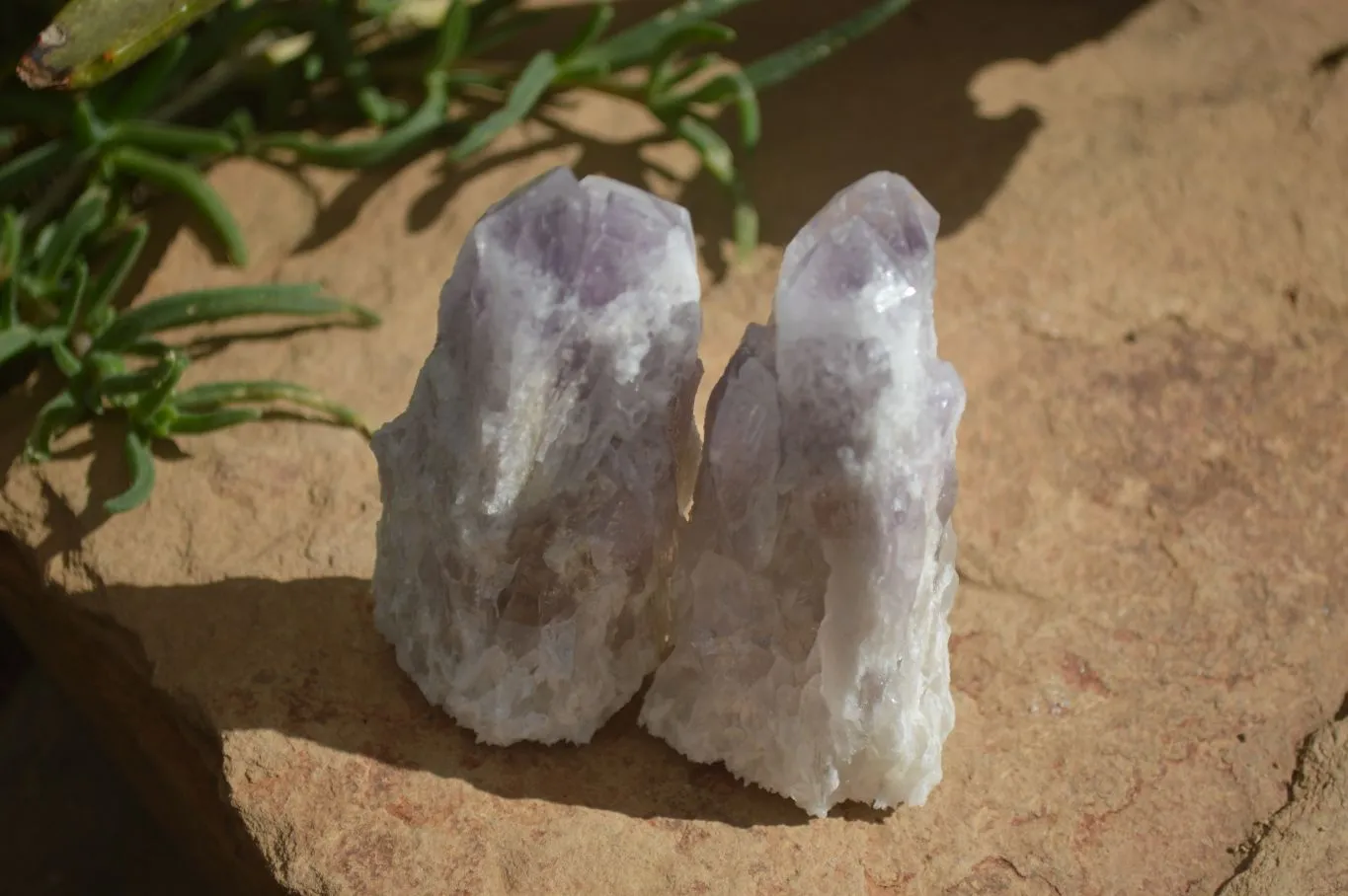 Natural Sugar Amethyst Clusters  x 12 From Zambia